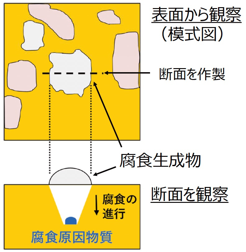 表面・断面を観察した模式図