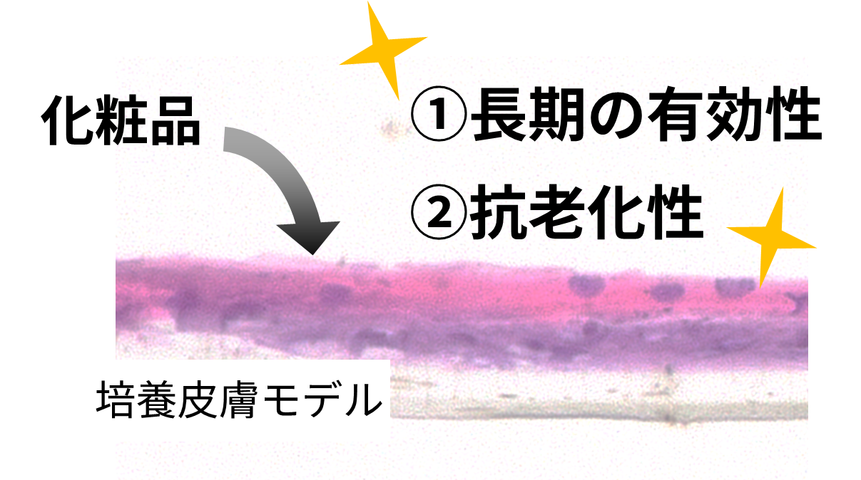 培養皮膚モデル