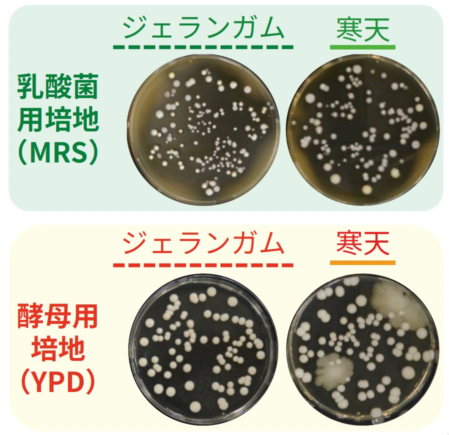 乳酸菌用培地（MRS）と酵母用培地（YPD）の比較図