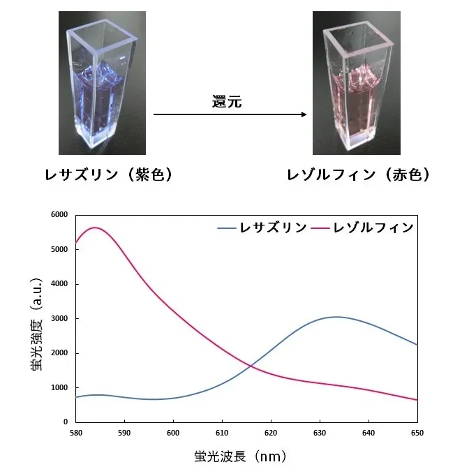図2 レサズリンとレゾルフィンの蛍光スペクトル(励起波長:571 nm)の画像