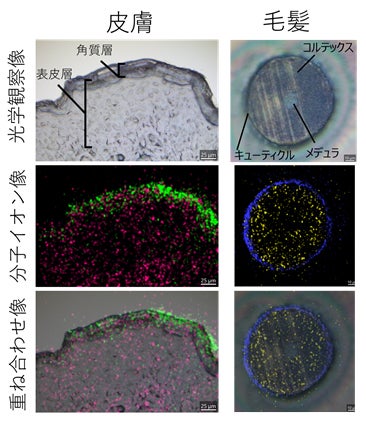 図3 部分特異的分子の質量イメージング例の画像