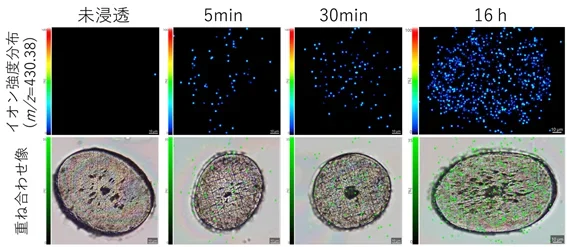 図4 毛髪へのα-トコフェロール浸透性評価結果の画像