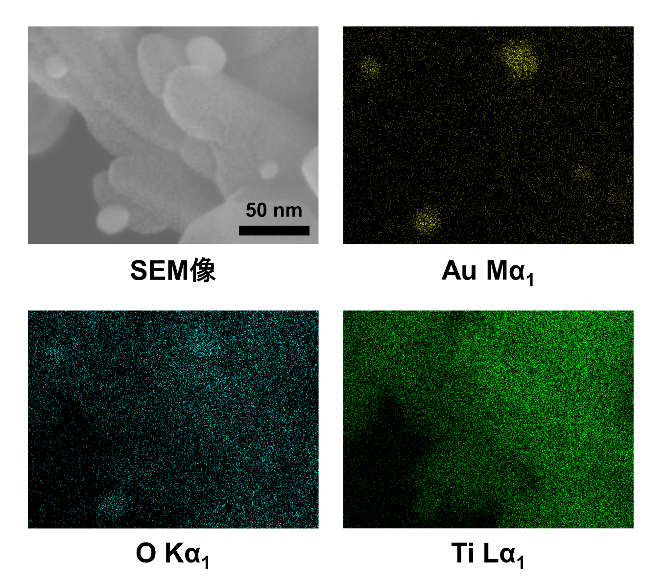 酸化チタンナノロッド上に担持された金ナノ粒子のSEM-EDSの画像