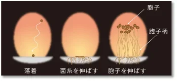 菌の成長の画像