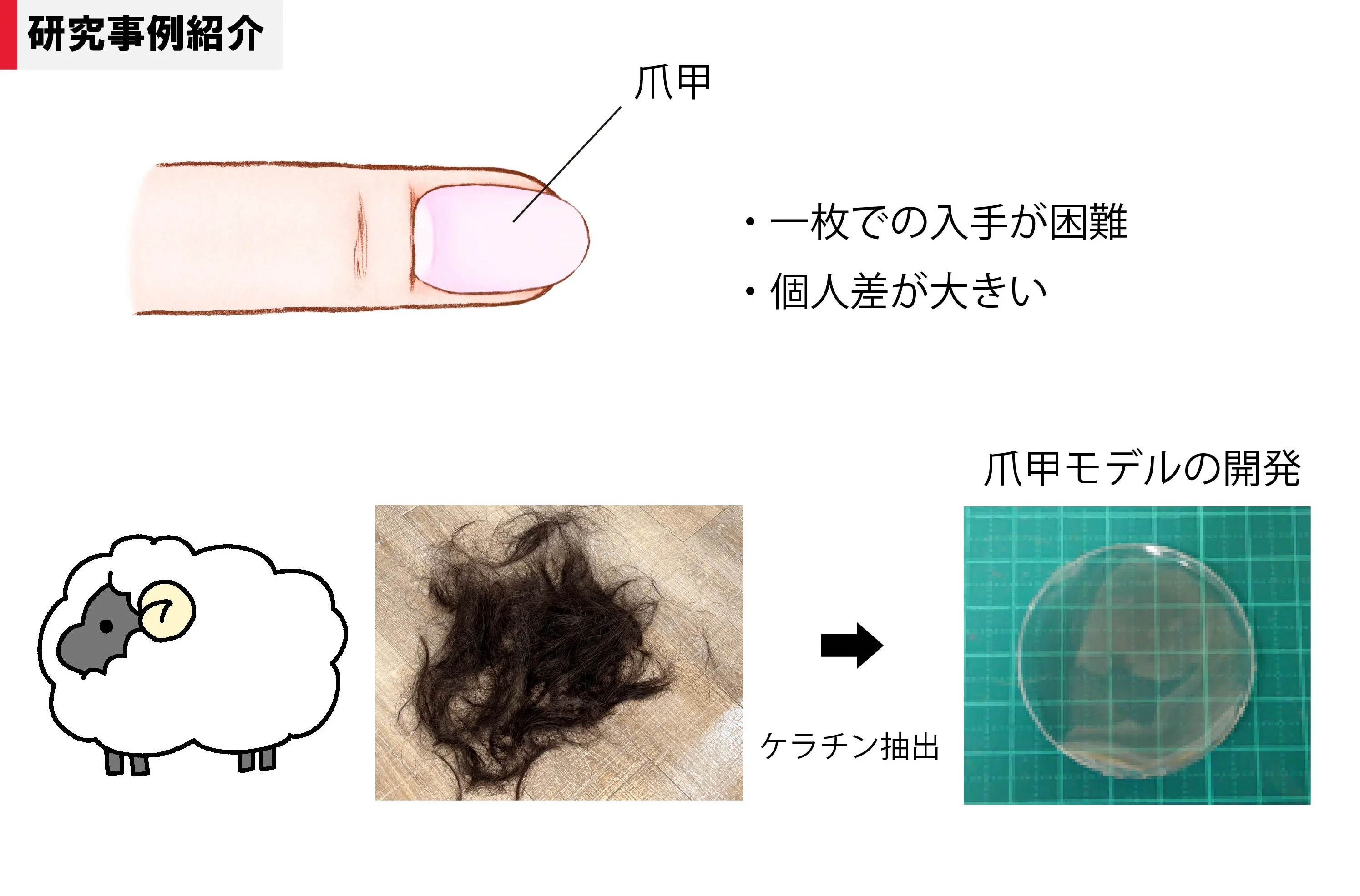 爪用化粧品の有効性評価に期待 -ケラチンを素材としたヒト爪甲モデルの開発-